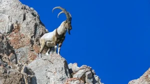 yaban keçisi