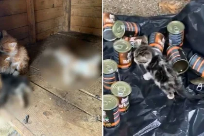 ümraniye hayvan katliamı