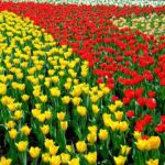 Lale Tulipa