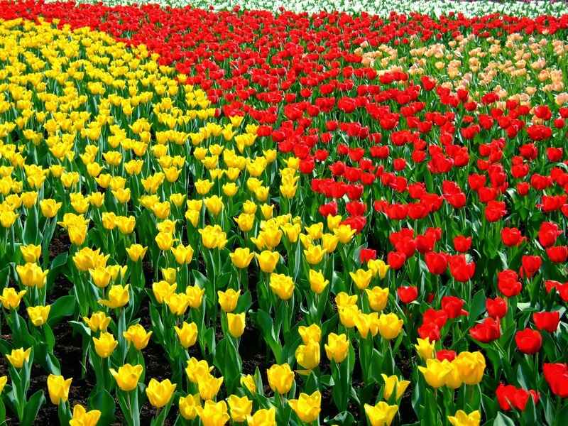 Lale Tulipa