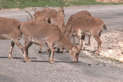 dag kecisi dersim 14