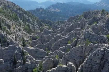 orman uolz cover.jpg