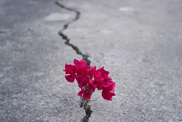 depositphotos 86119916 stock photo red beautiful flower growing on